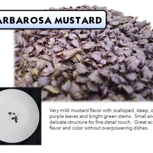 Barbosa Mustard