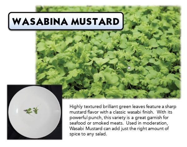 Wasabina-Mustard